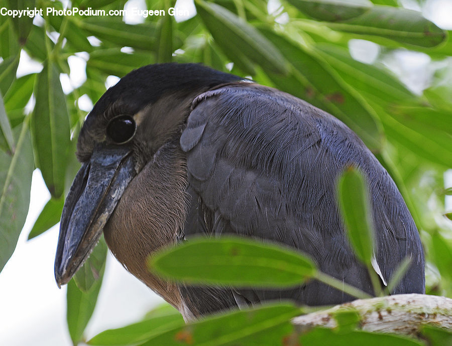 Beak, Bird
