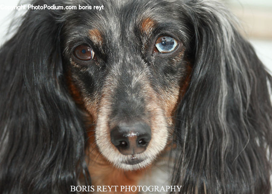 Animal, Canine, Cocker Spaniel, Dog, Mammal, Pet, Spaniel