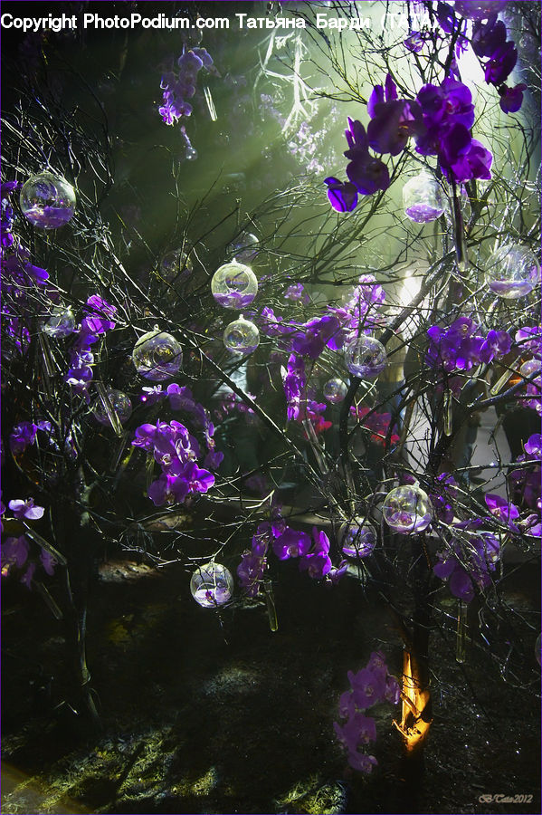 Blossom, Flora, Flower, Geranium, Plant, Potted Plant, Cosmos
