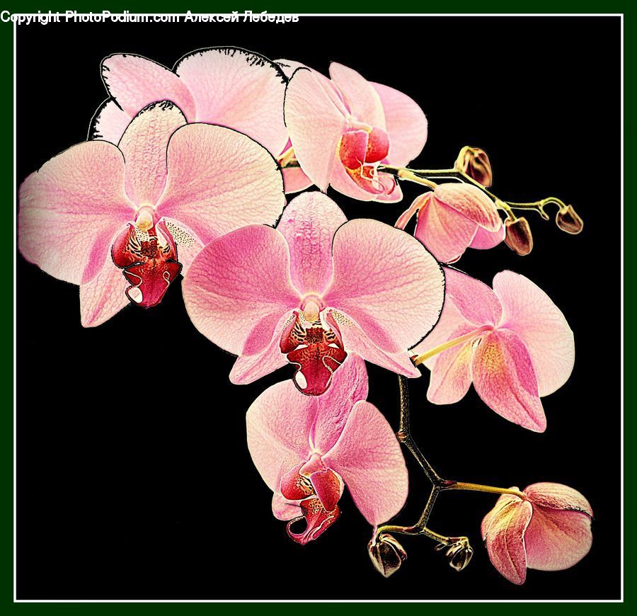 Blossom, Flora, Flower, Orchid, Plant, People, Person