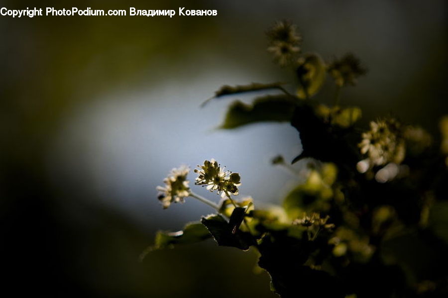 Plant, Potted Plant, Blossom, Flora, Flower, Weed, Pollen