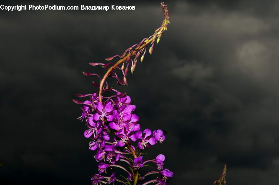 Flora, Pollen, Blossom, Flower, Plant, Bush, Vegetation