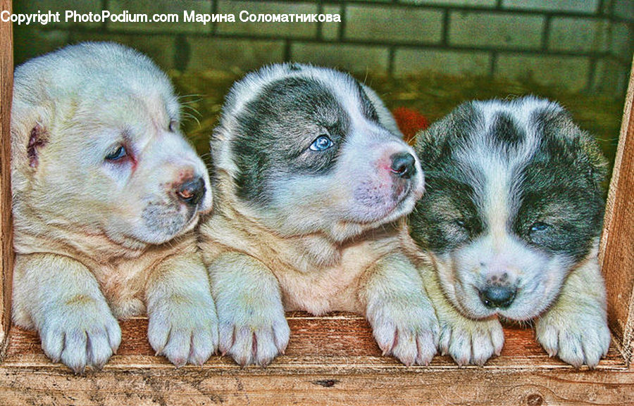 Animal, Canine, Dog, Husky, Mammal, Pet, Puppy