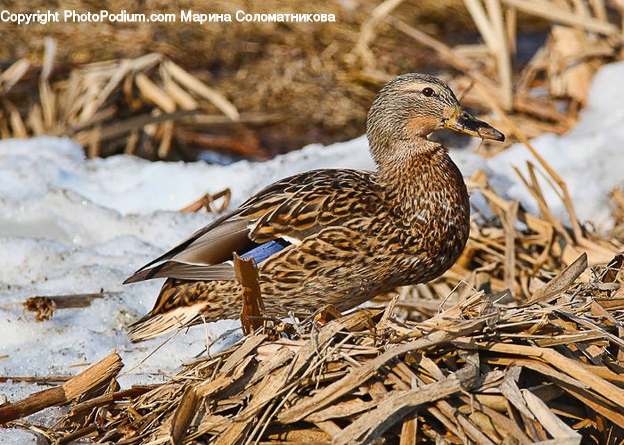 Bird, Duck, Teal, Waterfowl, Beak, Cricket Insect, Grasshopper