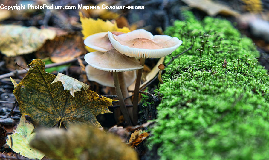 Agaric, Amanita, Fungus, Mushroom, Plant, Leaf, Blossom