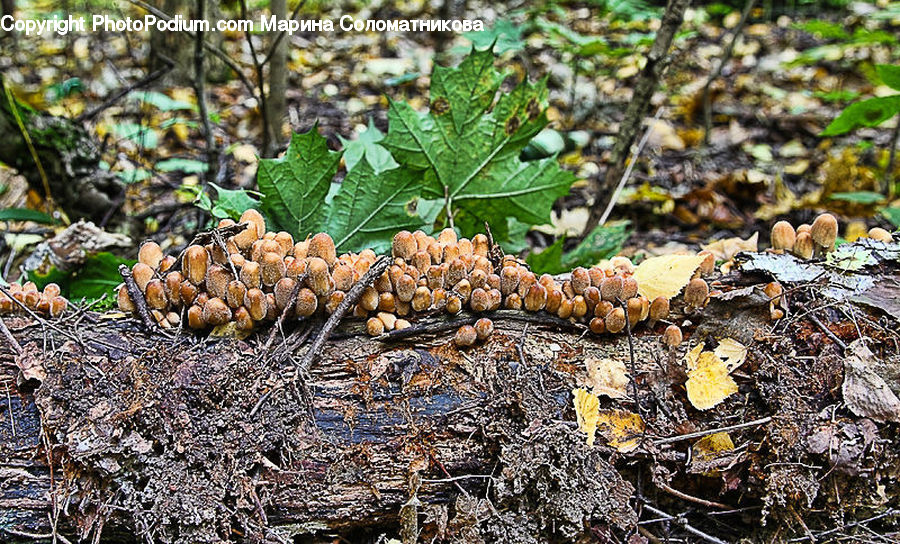 Agaric, Amanita, Fungus, Mushroom, Plant, Tree Stump, Soil