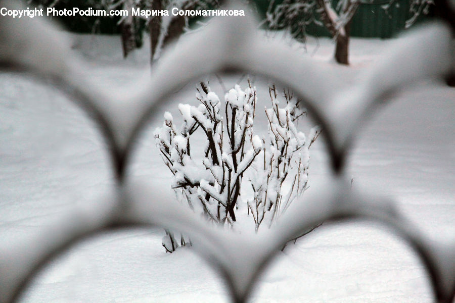 Ice, Outdoors, Snow, Frost, Plant, Potted Plant, Conifer