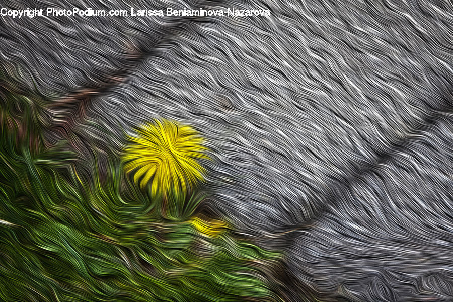Conifer, Fir, Plant, Tree, Blossom, Flora, Flower