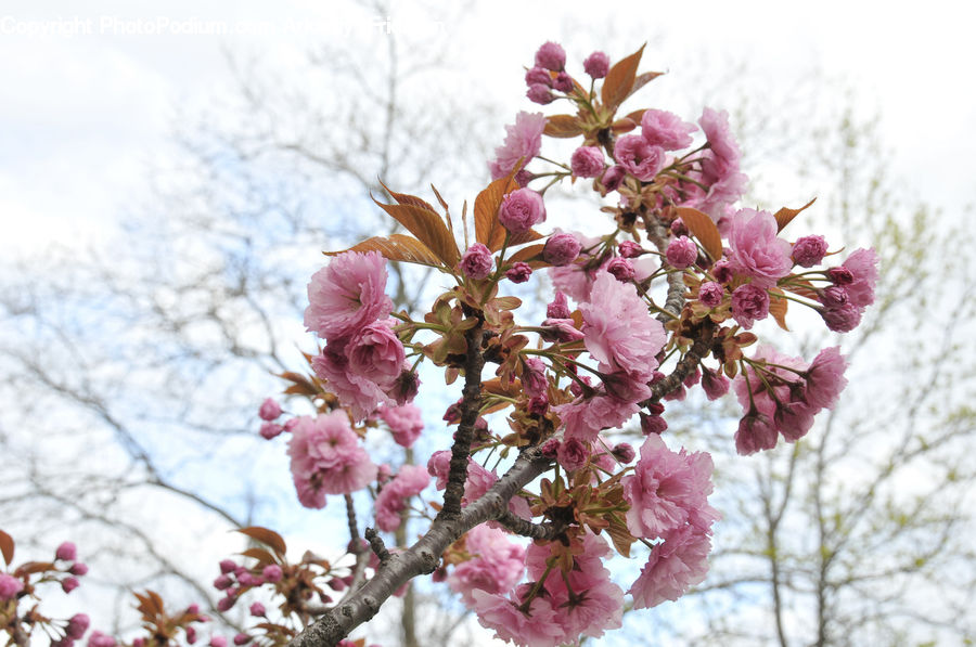 Blossom, Flora, Flower, Plant, Cherry Blossom, Petal