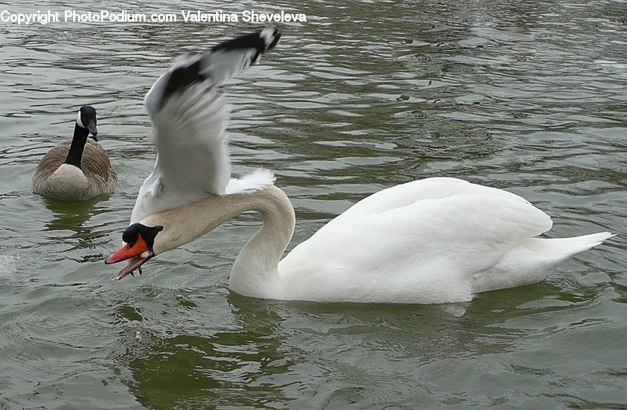 Bird, Goose, Waterfowl, Swan, Beak, Duck, Teal