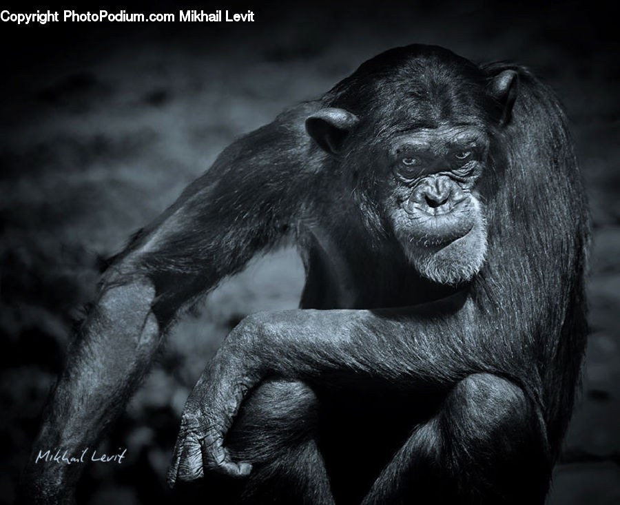 Animal, Ape, Mammal, Monkey