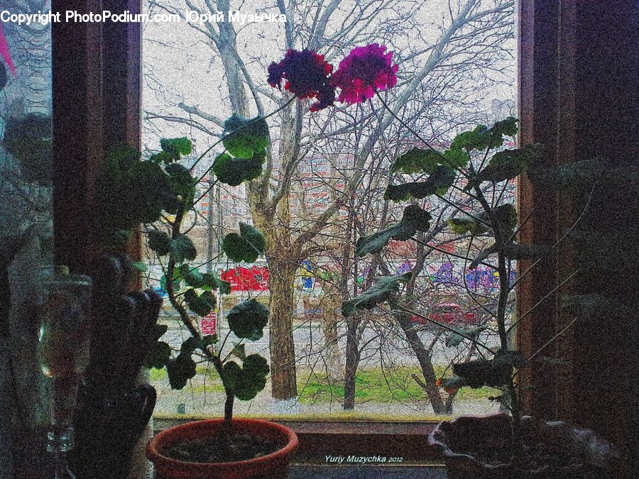 Bonsai, Plant, Potted Plant, Tree, Floral Design, Flower, Flower Arrangement