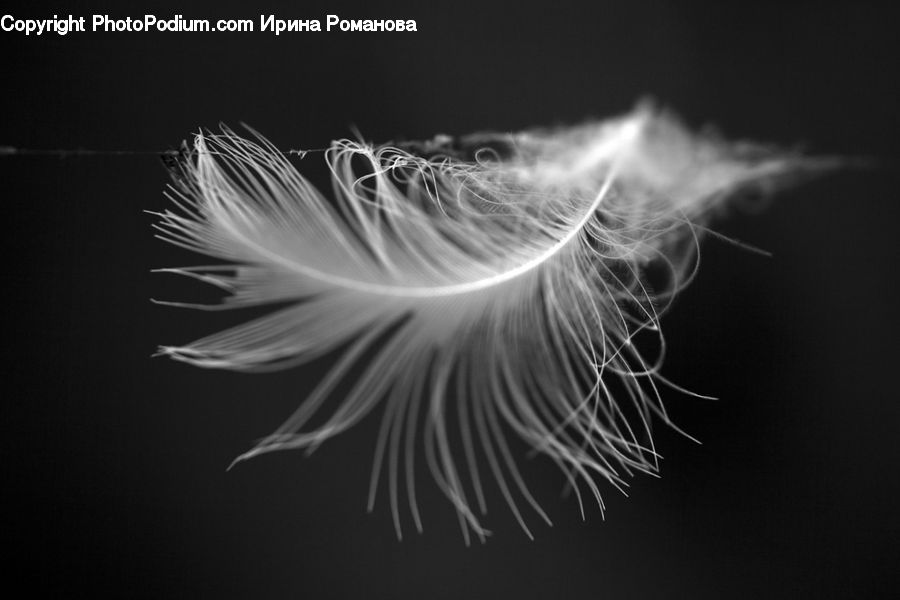 Grain, Seed, Dandelion, Flower, Plant, Blossom, Flora