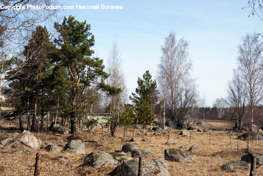 Soil, Rock, Conifer, Fir, Plant, Tree, Outdoors
