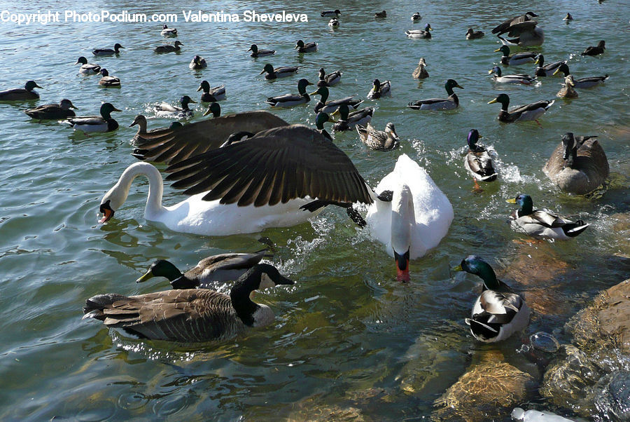 Bird, Goose, Waterfowl, Duck, Teal, Animal, Beluga Whale