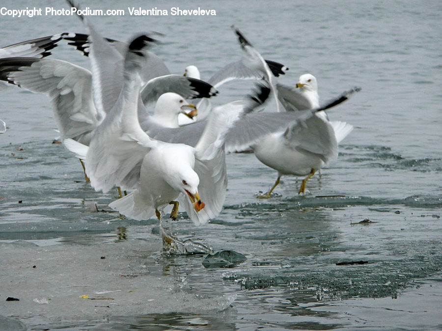 Bird, Seagull, Paper, Goose, Waterfowl, Beak, Albatross