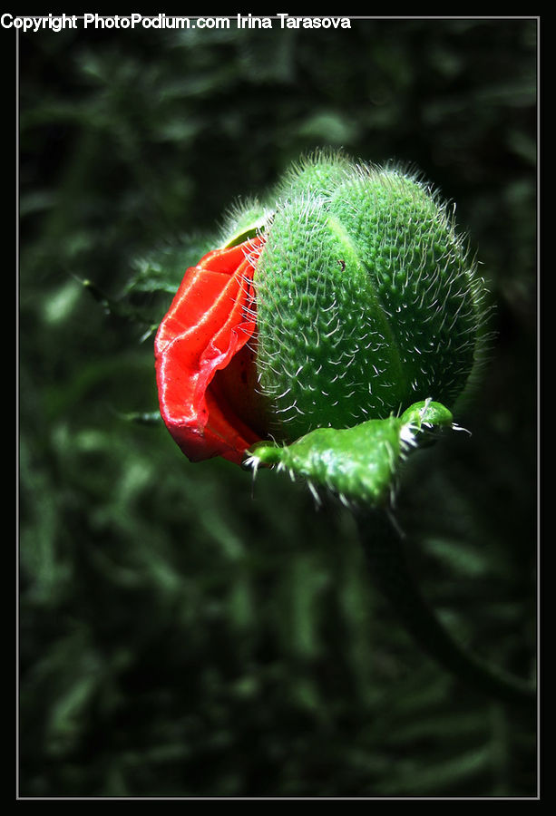 Blossom, Flora, Flower, Plant, Poppy, Carnation