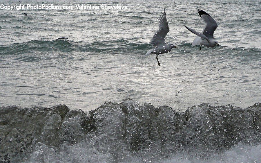 Bird, Seagull, Flipper, Outdoors, Sea, Sea Waves, Water