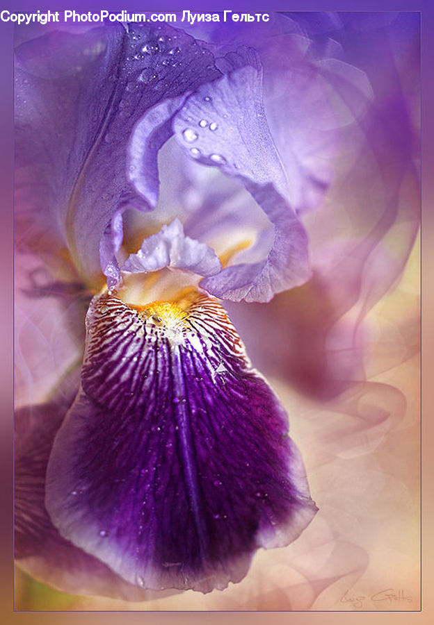 Flora, Flower, Iris, Plant, Blossom, Crocus