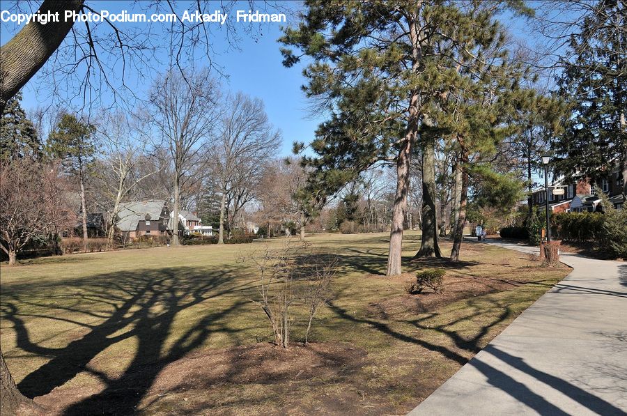 Campus, Flagstone, Conifer, Fir, Plant, Tree, Dirt Road