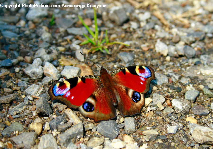 Butterfly, Insect, Invertebrate, Amphibian, Frog, Wildlife, Asphalt