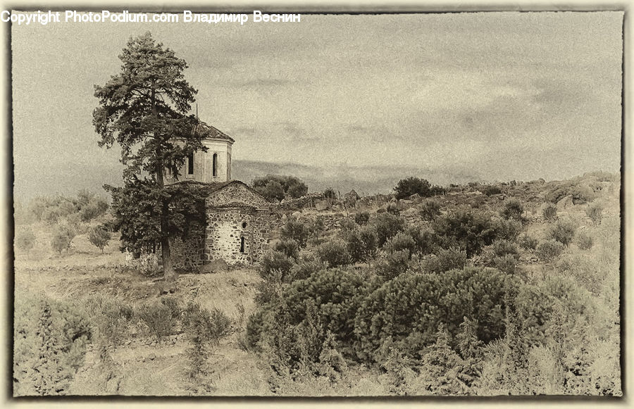 Plant, Potted Plant, Countryside, Outdoors, Collage, Poster, Architecture