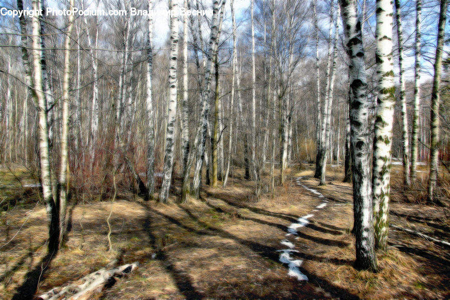 Birch, Tree, Wood, Forest, Grove, Land, Vegetation