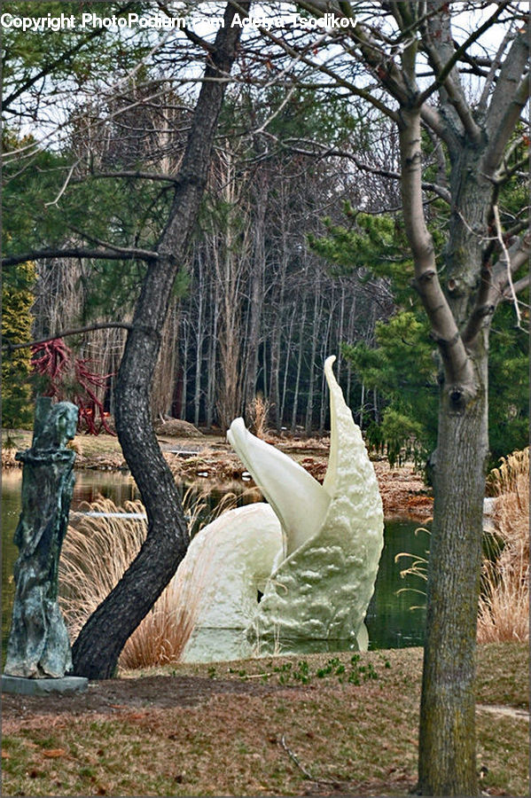 Bird, Crane Bird, Heron, Goose, Waterfowl, Water, Fir