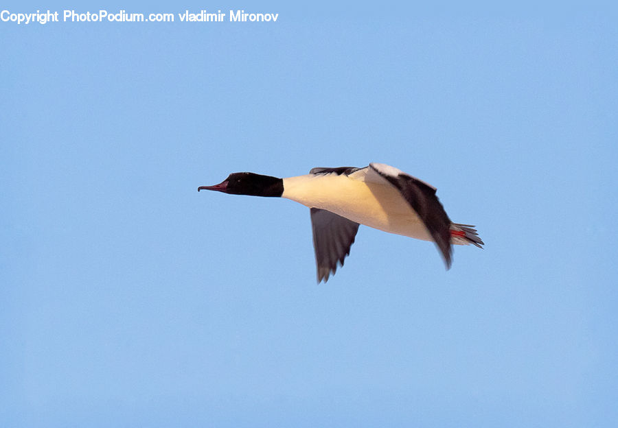 Bird, Booby, Beak, Duck, Mallard, Waterfowl, Goose