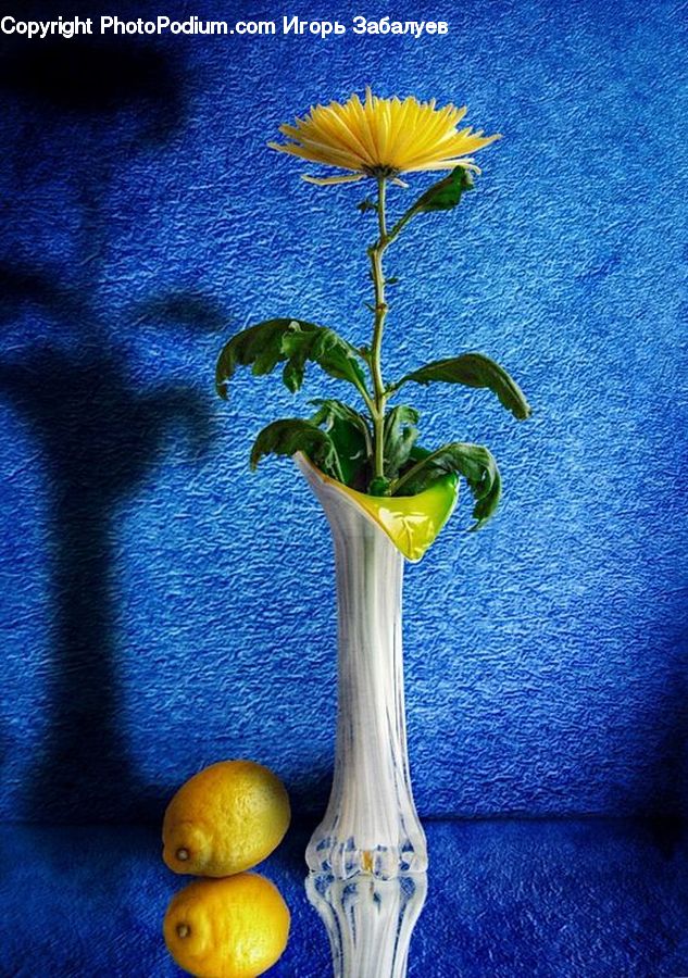 Plant, Potted Plant, Flower, Flower Arrangement, Flower Bouquet, Daisies, Daisy