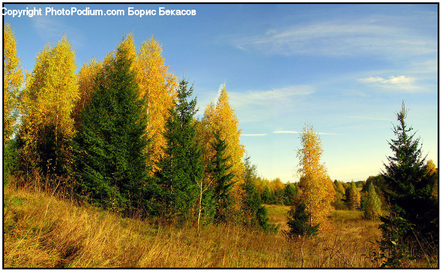Conifer, Fir, Plant, Tree, Larch, Wood, Pine