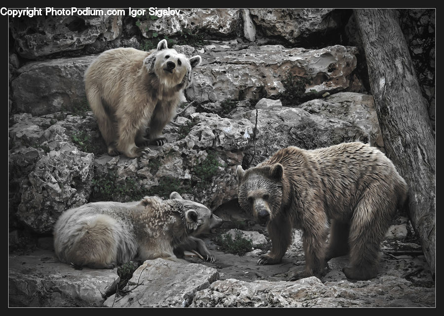 Animal, Bear, Mammal, Zoo, Lion, Wildlife