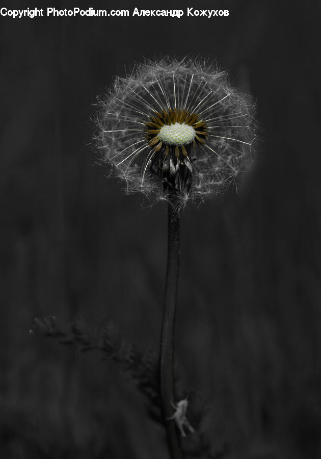 Dandelion, Flower, Plant, Blossom, Flora, Poppy