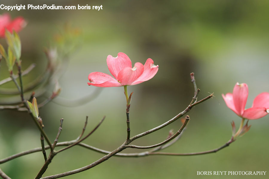 Blossom, Flora, Flower, Plant, Petal, Amaryllis, Tulip