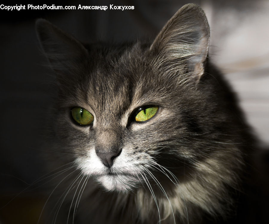 Animal, Cat, Mammal, Manx, Pet, Face, Selfie