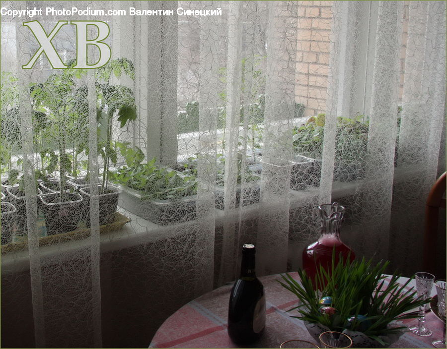 Plant, Potted Plant, Flower Arrangement, Ikebana, Vase, Indoors, Interior Design