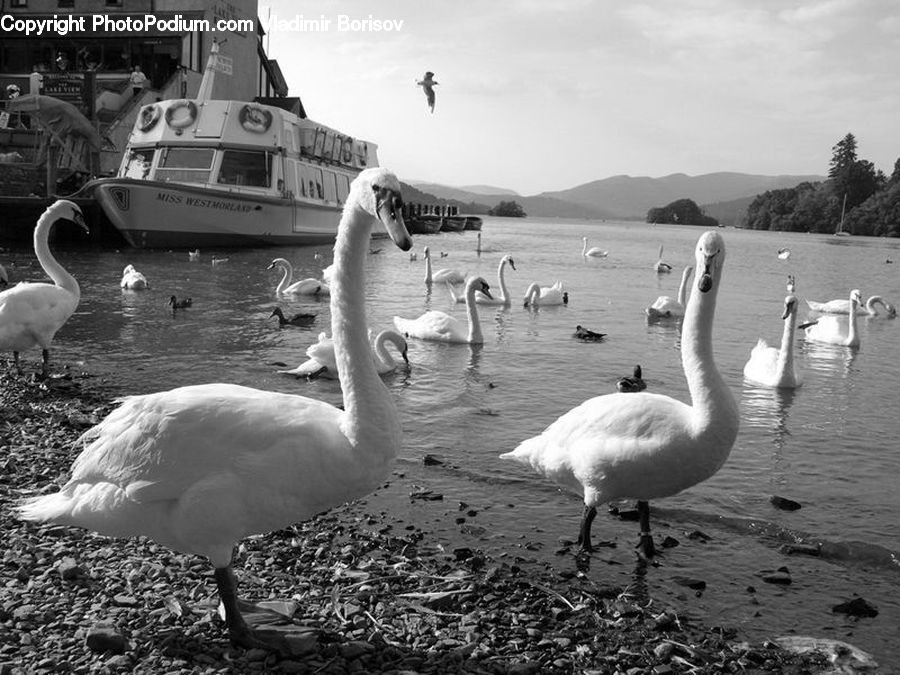 Bird, Swan, Waterfowl, Boat, Watercraft, People, Person