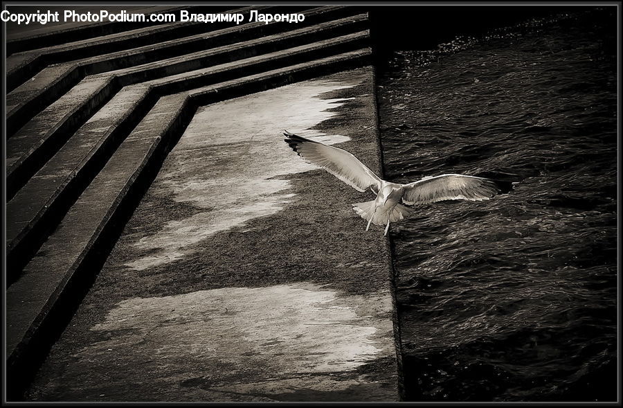 Bird, Seagull, Bench, Asphalt, Tarmac, Boardwalk, Deck