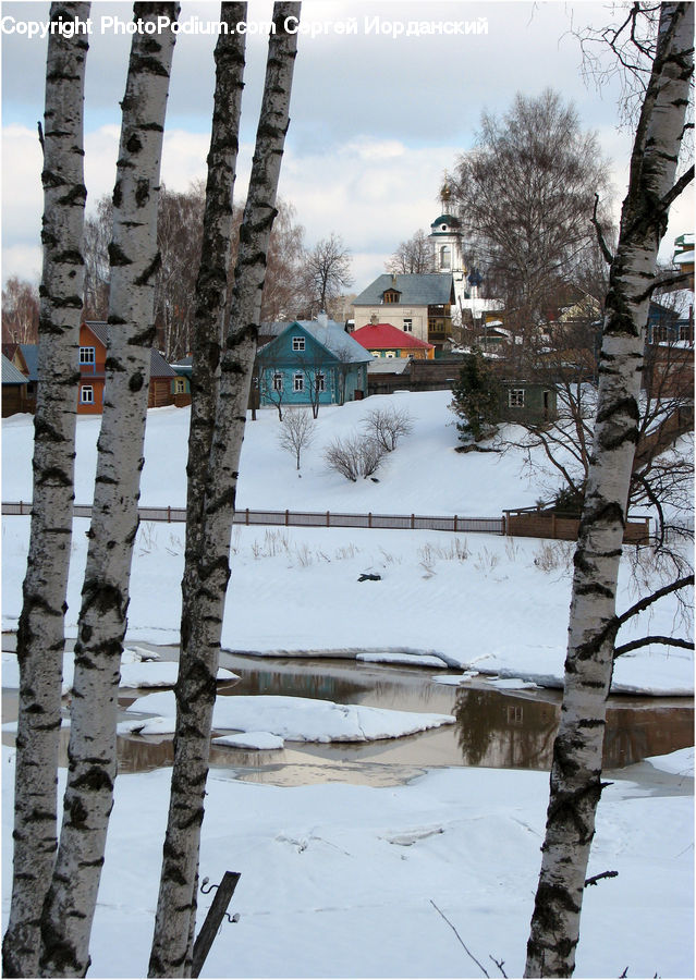 Birch, Tree, Wood, Building, Cottage, Housing, House