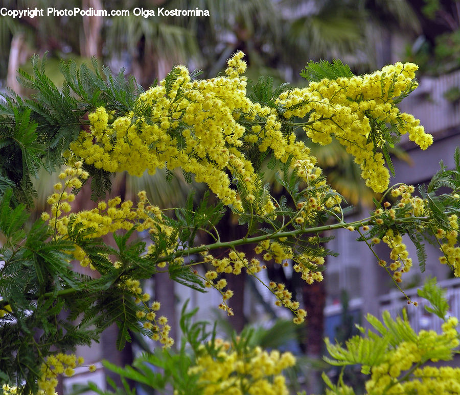 Fern, Plant, Apiaceae, Blossom, Dill, Flower, Mimosa