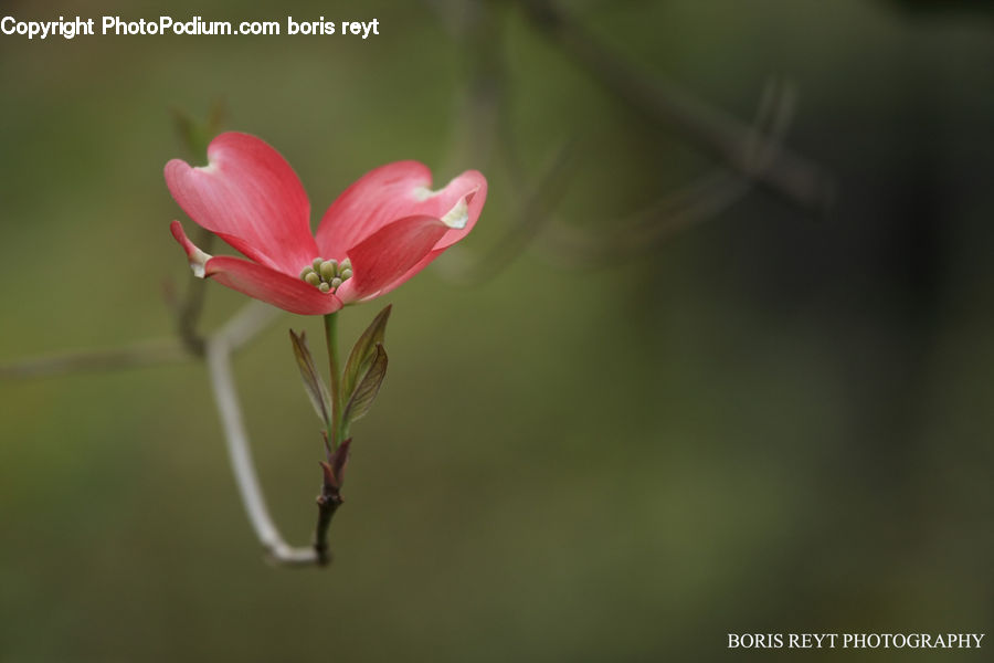 Blossom, Flora, Flower, Geranium, Plant, Amaryllis, Fiber