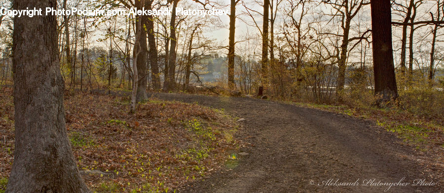 Dirt Road, Gravel, Road, Path, Walkway, Forest, Vegetation