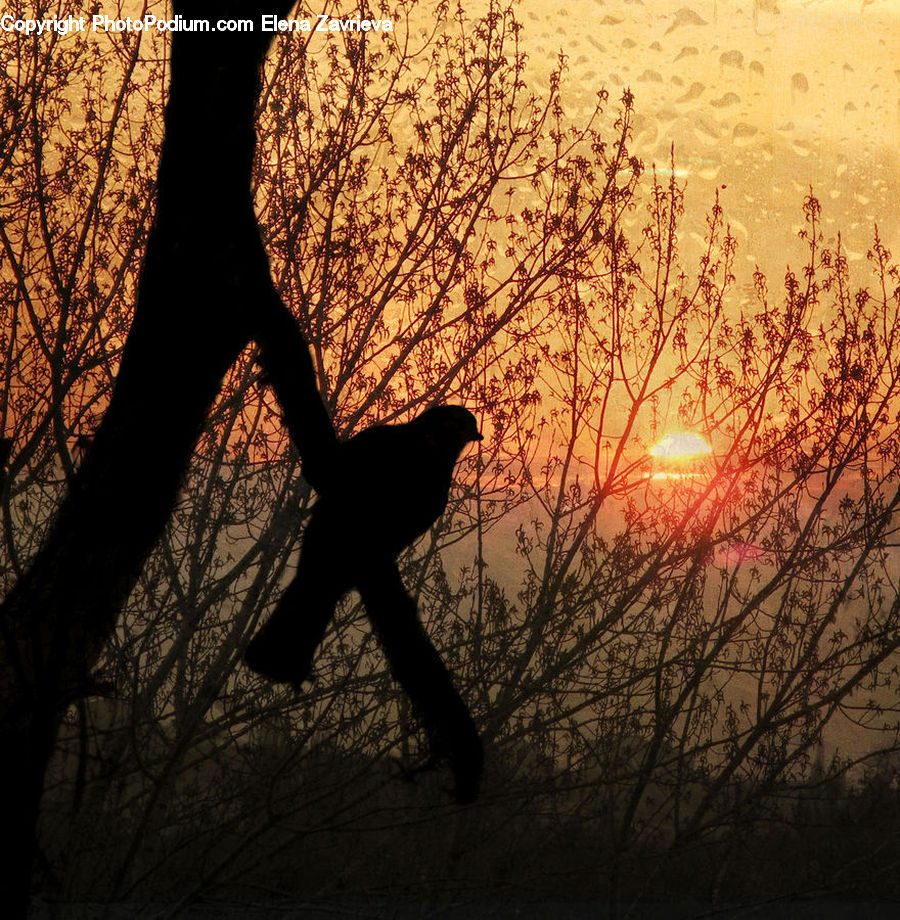 Silhouette, Bird, Blackbird, Crow, Flare, Light, Sunlight