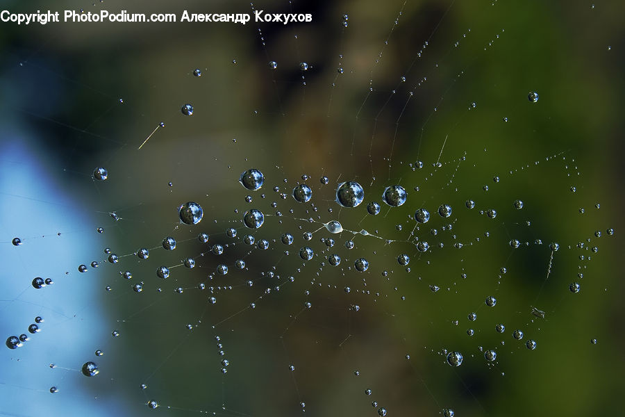 Droplet, Field, Grass, Grassland, Plant