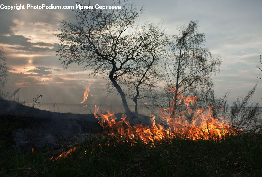 Fire, Flame, Forest Fire, Field, Grass, Grassland, Plant