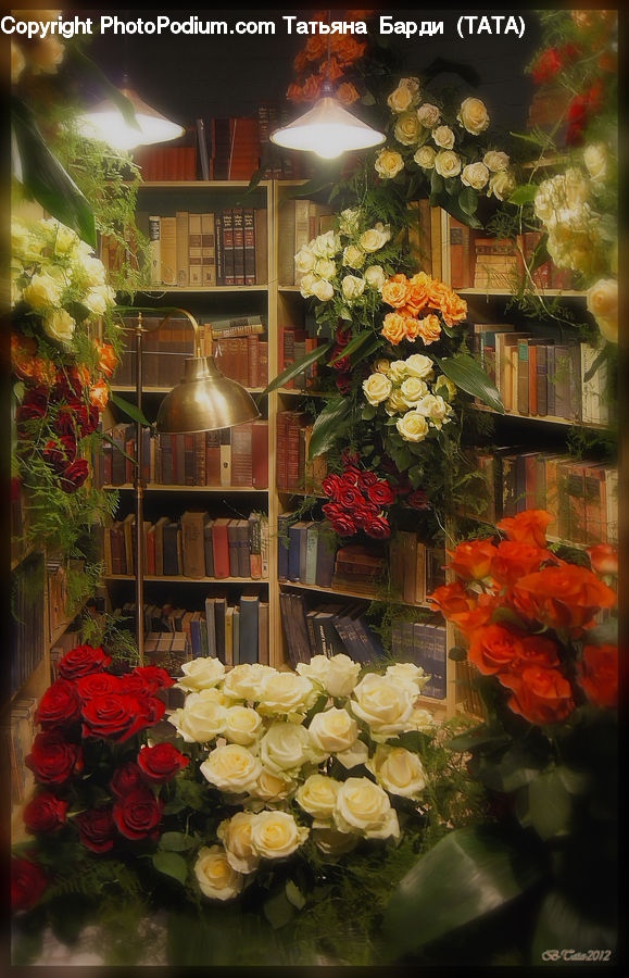 Blossom, Flower, Plant, Rose, Potted Plant, Book, Text