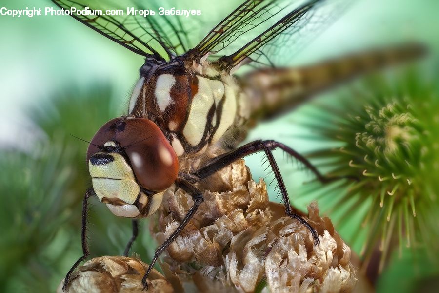 Anisoptera, Dragonfly, Insect, Invertebrate, Bird, Wren, Conifer