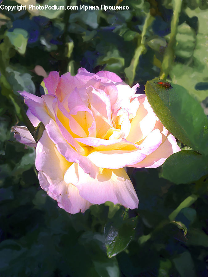 Plant, Blossom, Flora, Flower, Gladiolus, Rose, Carnation