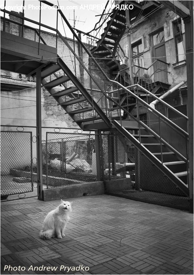 Animal, Arctic Fox, Canine, Fox, Mammal, Angora, Cat
