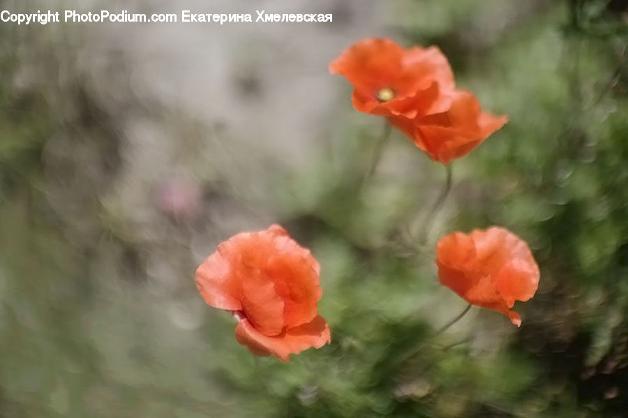 Blossom, Flora, Flower, Plant, Poppy, Geranium, Carnation